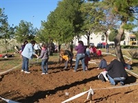 Plantació AMPA Baladre