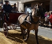 La comissió de Sant Antoni manté viva la tradició